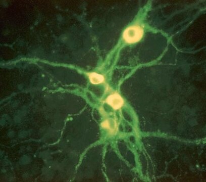 Anti-Tyrosin-Hydroxylase-Antikörper, Klon&nbsp;LNC1, Alexa-Fluor&#8482;-555-Konjugat clone LNC1, from mouse, ALEXA FLUOR&#8482; 555