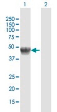 抗GLA ウサギ宿主抗体 purified immunoglobulin, buffered aqueous solution