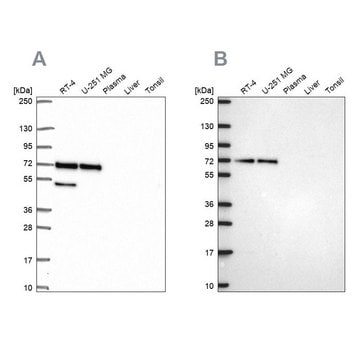 Anti-PAK4 antibody produced in rabbit Prestige Antibodies&#174; Powered by Atlas Antibodies, affinity isolated antibody