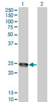 Monoclonal Anti-AMELX, (C-terminal) antibody produced in mouse clone 6G3, purified immunoglobulin, buffered aqueous solution