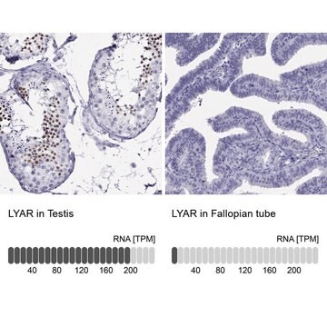 抗LYAR抗体 ウサギ宿主抗体 Prestige Antibodies&#174; Powered by Atlas Antibodies, affinity isolated antibody, buffered aqueous glycerol solution