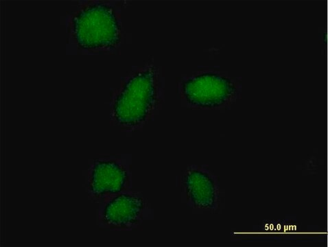 Anti-SMA4 antibody produced in mouse IgG fraction of antiserum, buffered aqueous solution