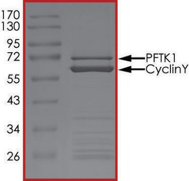 PFTK1 (CDK14)/CYCLINY, Active PRECISIO&#174; Kinase, recombinant