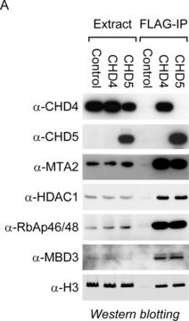 Anti-CHD4 antibody, Mouse monoclonal clone 3F2/4, purified from hybridoma cell culture