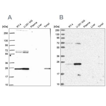 Anti-TFAM antibody produced in rabbit Prestige Antibodies&#174; Powered by Atlas Antibodies, affinity isolated antibody