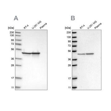 抗FH ウサギ宿主抗体 affinity isolated antibody, buffered aqueous glycerol solution, ab1