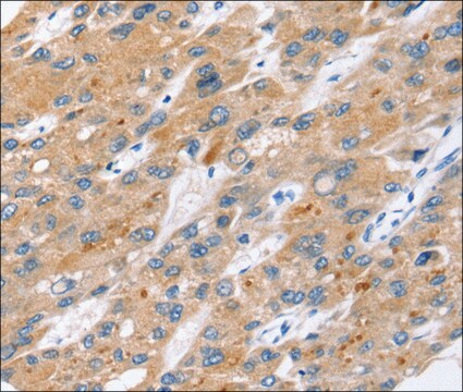 Anti-ERVW-1 affinity isolated antibody