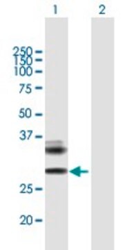 Anti-RAET1E antibody produced in mouse purified immunoglobulin, buffered aqueous solution