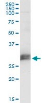 Monoclonal Anti-CD151 antibody produced in mouse clone 1B2, purified immunoglobulin, buffered aqueous solution