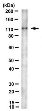 Anti-CtIP Antibody, clone 14-1 clone 14-1, from mouse