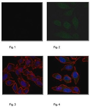 Anti-Puromycin, clone 17H1, Alexa Fluor&#8482; 488 Conjugate Antibody clone 17H1, 0.5&#160;mg/mL, from rat