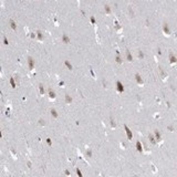 Anti-RBFOX3 antibody produced in rabbit Prestige Antibodies&#174; Powered by Atlas Antibodies, affinity isolated antibody, buffered aqueous glycerol solution