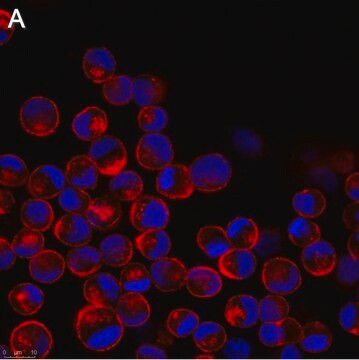 Anti-Influenza A Nucleoprotein Antibody, clone A3 ZooMAb&#174; Mouse Monoclonal recombinant, expressed in HEK 293 cells