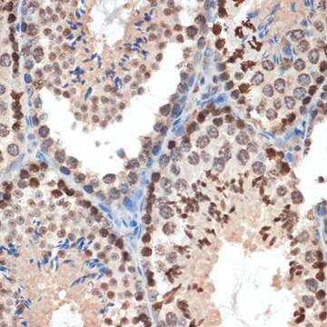 Anti-eIF3e antibody produced in rabbit