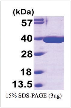 MDH2 human recombinant, expressed in E. coli, &#8805;95% (SDS-PAGE)