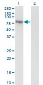 Monoclonal Anti-ENAH antibody produced in mouse clone 3E6, purified immunoglobulin, buffered aqueous solution