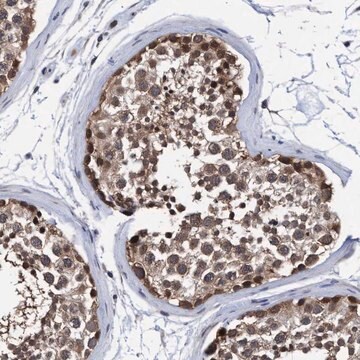 Anti-PSMD12 antibody produced in rabbit Prestige Antibodies&#174; Powered by Atlas Antibodies, affinity isolated antibody, buffered aqueous glycerol solution