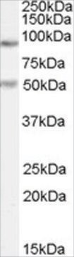 抗PGC1A抗体 ヤギ宿主抗体 affinity isolated antibody, buffered aqueous solution