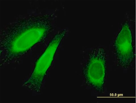 Monoclonal Anti-STAU1 antibody produced in mouse clone 3D8, purified immunoglobulin, buffered aqueous solution