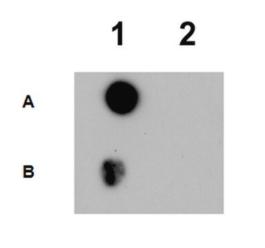 Anti-dimethyl Histone H2B Antibody (Pro1) from rabbit, purified by affinity chromatography