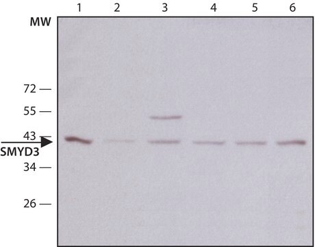 Anti-SMYD3 antibody, Mouse monoclonal clone SMYD3-2, purified from hybridoma cell culture