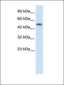 Anti-SBZF3 antibody produced in rabbit IgG fraction of antiserum