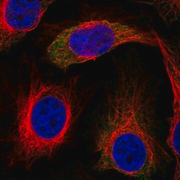 Anti-IRS2 antibody produced in rabbit Prestige Antibodies&#174; Powered by Atlas Antibodies, affinity isolated antibody