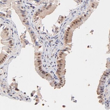 Anti-PSMC4 antibody produced in rabbit Ab1, Prestige Antibodies&#174; Powered by Atlas Antibodies, affinity isolated antibody, buffered aqueous glycerol solution