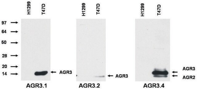 Monoclonal Anti-AGR2/AGR3 antibody produced in mouse clone AGR3.4