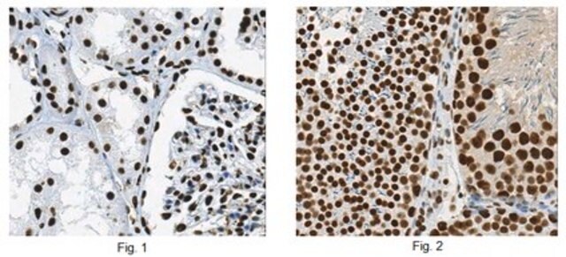 Anti-SAE2 Antibody, clone 7H8.1 clone 7H8.1, from mouse