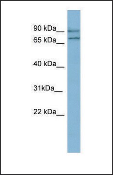 Anti-OXR1, (N-terminal) antibody produced in rabbit affinity isolated antibody