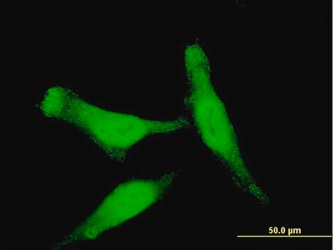 Monoclonal Anti-SMAD7 antibody produced in mouse clone 3G8, purified immunoglobulin, buffered aqueous solution