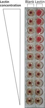 Lectin ausBandeiraea simplicifolia (Griffonia simplicifolia) Isolectin B4 (BSI-B4), peroxidase conjugate, lyophilized powder