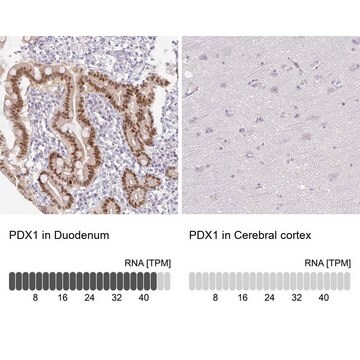 抗-PDX1 兔抗 Prestige Antibodies&#174; Powered by Atlas Antibodies, affinity isolated antibody, buffered aqueous glycerol solution