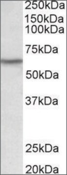 Anti-LCK antibody produced in goat affinity isolated antibody, buffered aqueous solution