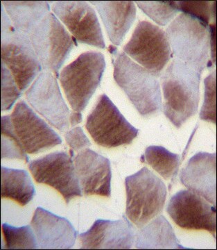 ANTI-EIF2B4 (CENTER K161) antibody produced in rabbit IgG fraction of antiserum, buffered aqueous solution