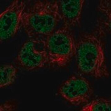 Anti-LRRTM3 antibody produced in rabbit Prestige Antibodies&#174; Powered by Atlas Antibodies, affinity isolated antibody, buffered aqueous glycerol solution