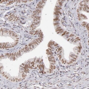 Anti-TFAP4 antibody produced in rabbit Prestige Antibodies&#174; Powered by Atlas Antibodies, affinity isolated antibody, buffered aqueous glycerol solution