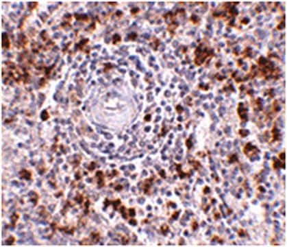 Przeciwciało anty-EBI3 from rabbit, purified by affinity chromatography