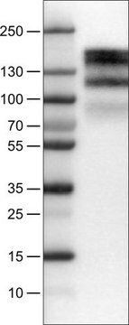 Monoklonalny anty-EGFR Prestige Antibodies&#174; Powered by Atlas Antibodies, clone CL0822, purified immunoglobulin, buffered aqueous glycerol solution