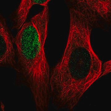 Anti-HES1 antibody produced in rabbit Prestige Antibodies&#174; Powered by Atlas Antibodies, affinity isolated antibody