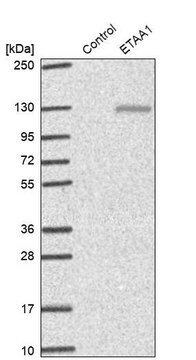 Anti-ETAA1 antibody produced in rabbit Prestige Antibodies&#174; Powered by Atlas Antibodies, affinity isolated antibody, buffered aqueous glycerol solution