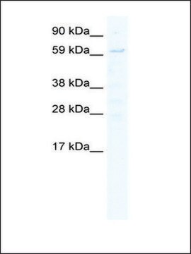 Anti-STAT1 antibody produced in rabbit IgG fraction of antiserum