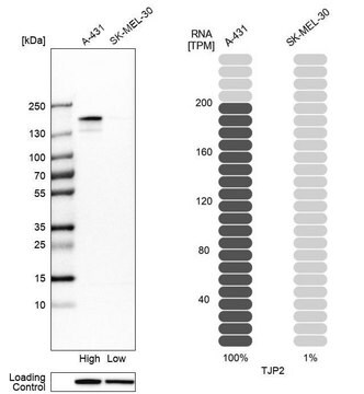 抗-TJP2 兔抗 Prestige Antibodies&#174; Powered by Atlas Antibodies, affinity isolated antibody, buffered aqueous glycerol solution