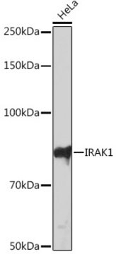 Anti-IRAK1 Antibody, clone 1H5U0, Rabbit Monoclonal