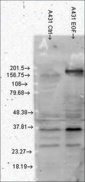 モノクローナル抗ホスホチロシン抗体 マウス宿主抗体 clone G104, 1&#160;mg/mL, purified immunoglobulin