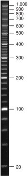 PCR Low Ladder Set marker set for electrophoresis of PCR fragments