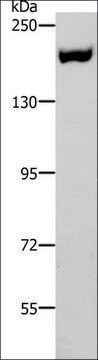 Anti-ACE1 antibody produced in rabbit affinity isolated antibody