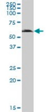 抗GGT6抗体 マウス宿主抗体 IgG fraction of antiserum, buffered aqueous solution