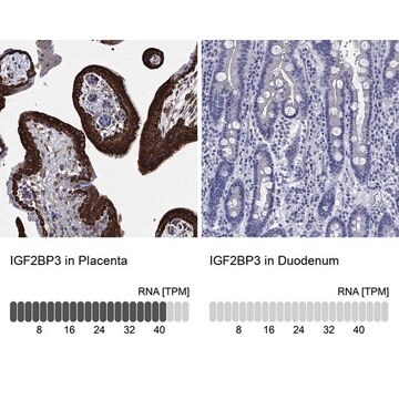 Anty-IGF2BP3 Prestige Antibodies&#174; Powered by Atlas Antibodies, affinity isolated antibody, buffered aqueous glycerol solution